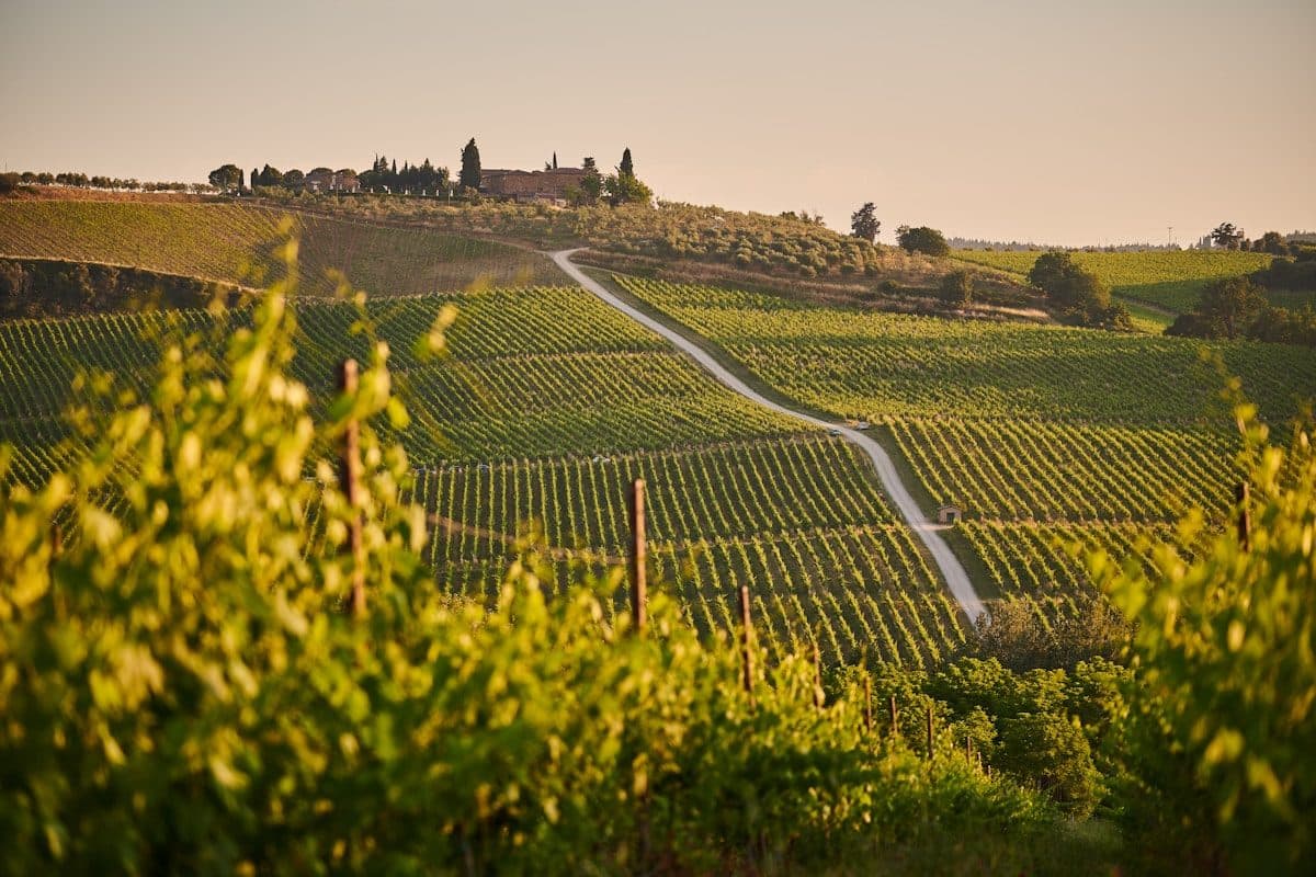 Rows of vines on a Chianti hillside in Tuscany with cypress trees behind