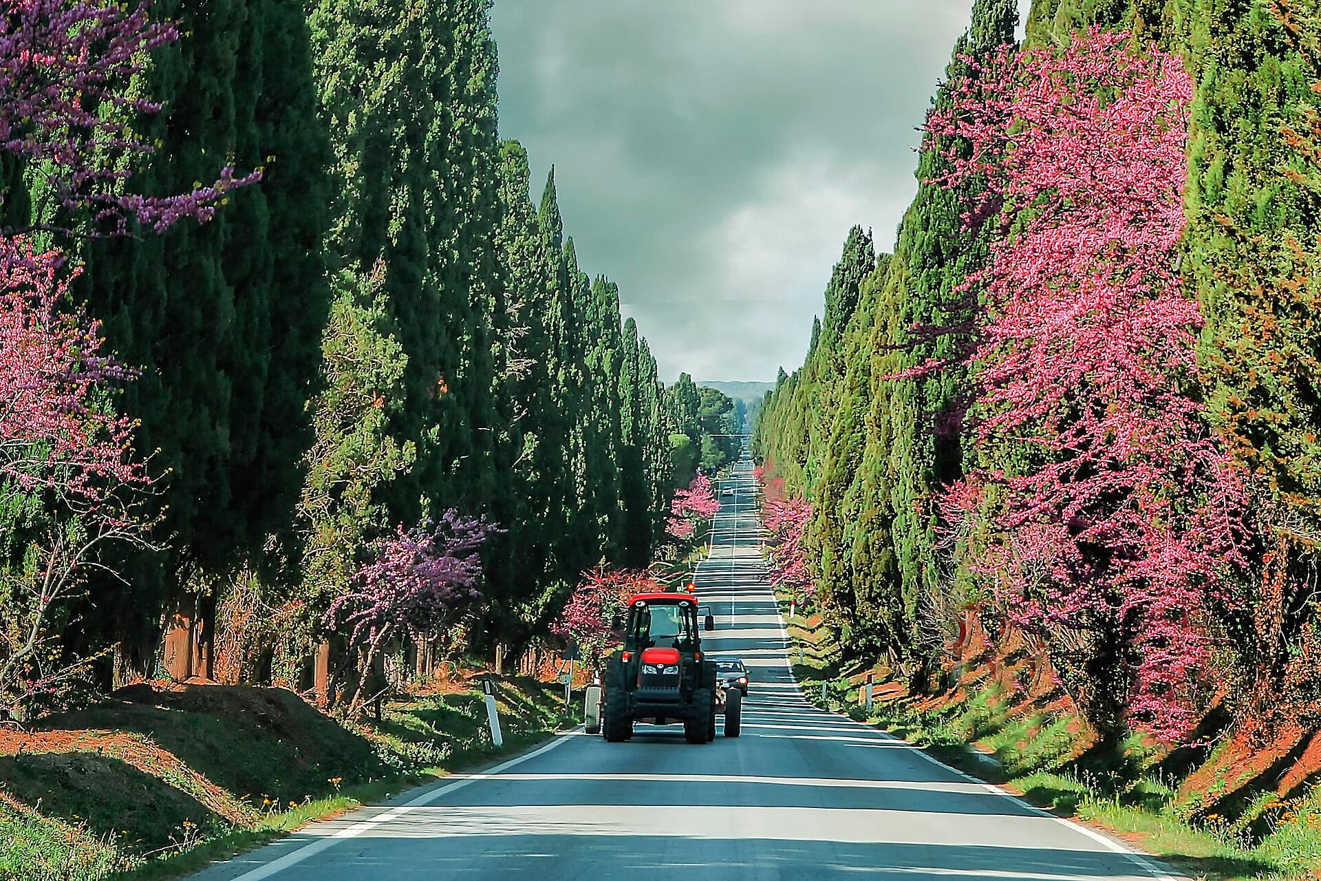 The cypress avenue into Bolgheri, a straight road walled by tall cypresses with a tractor and a car on it