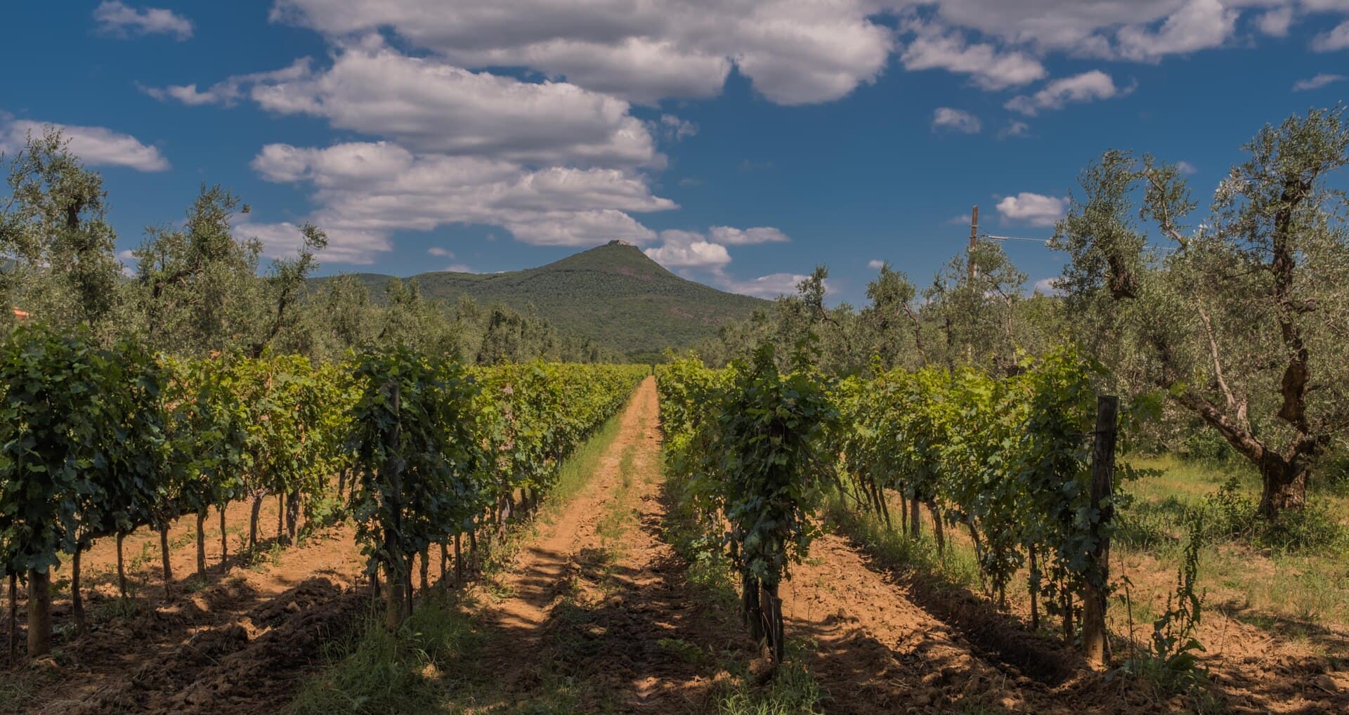 Rows of vines on flat ploughed earth at Bolgheri, with olive trees along the edges and a wooded hill behind