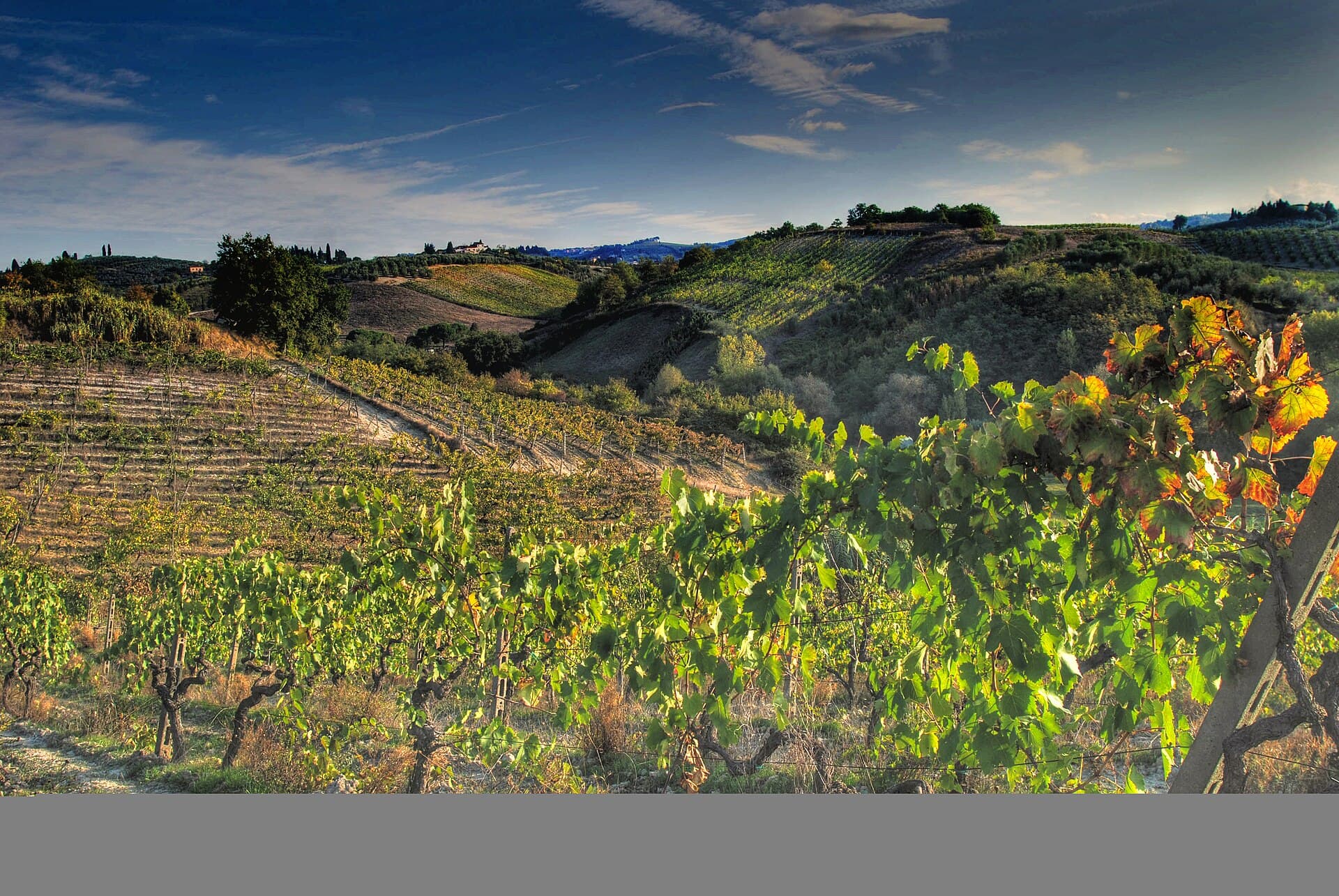 Vine rows on a Chianti hillside in autumn, with olive groves, woodland and a farmhouse on the ridge behind