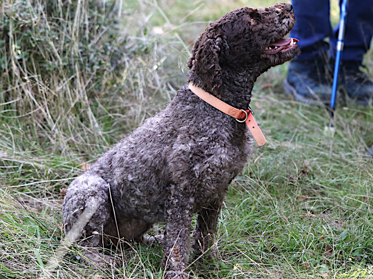 A curly coated brown Lagotto Romagnolo sitting in rough grass in an orange collar, looking up at its handler, whose boots and walking pole are visible behind
