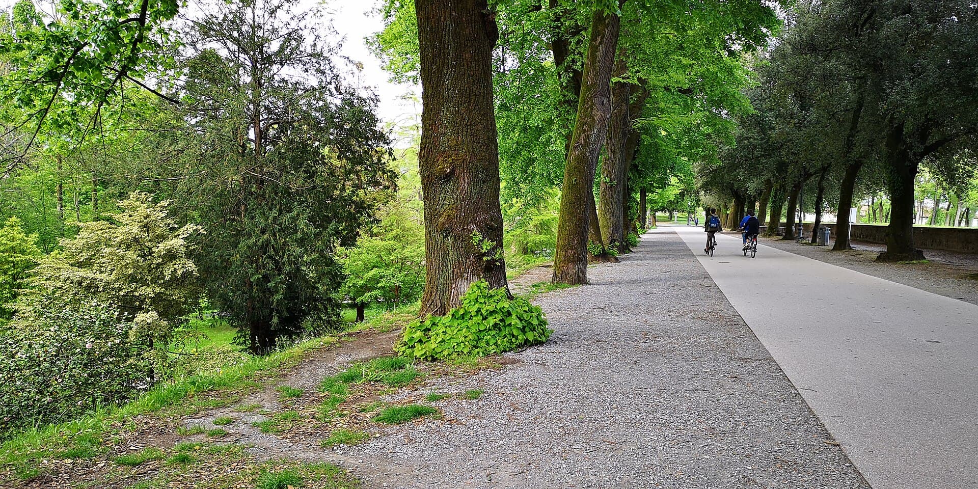 The tree-lined promenade on top of the Lucca city walls, with two cyclists riding away under mature plane trees