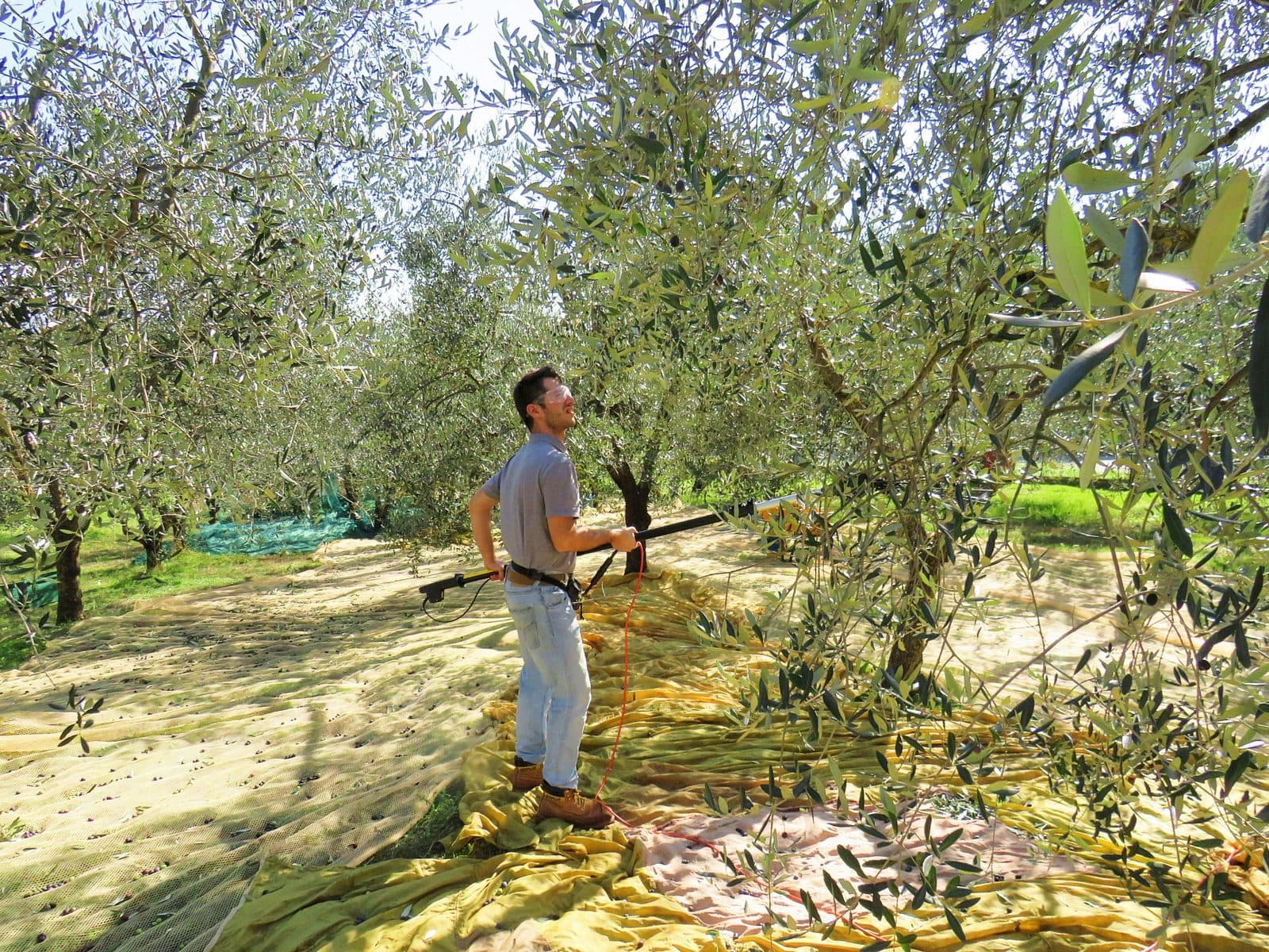 Olive harvesting in Tuscany, a worker using a powered harvesting rake in the branches of an olive tree with nets spread on the ground below to catch the fruit