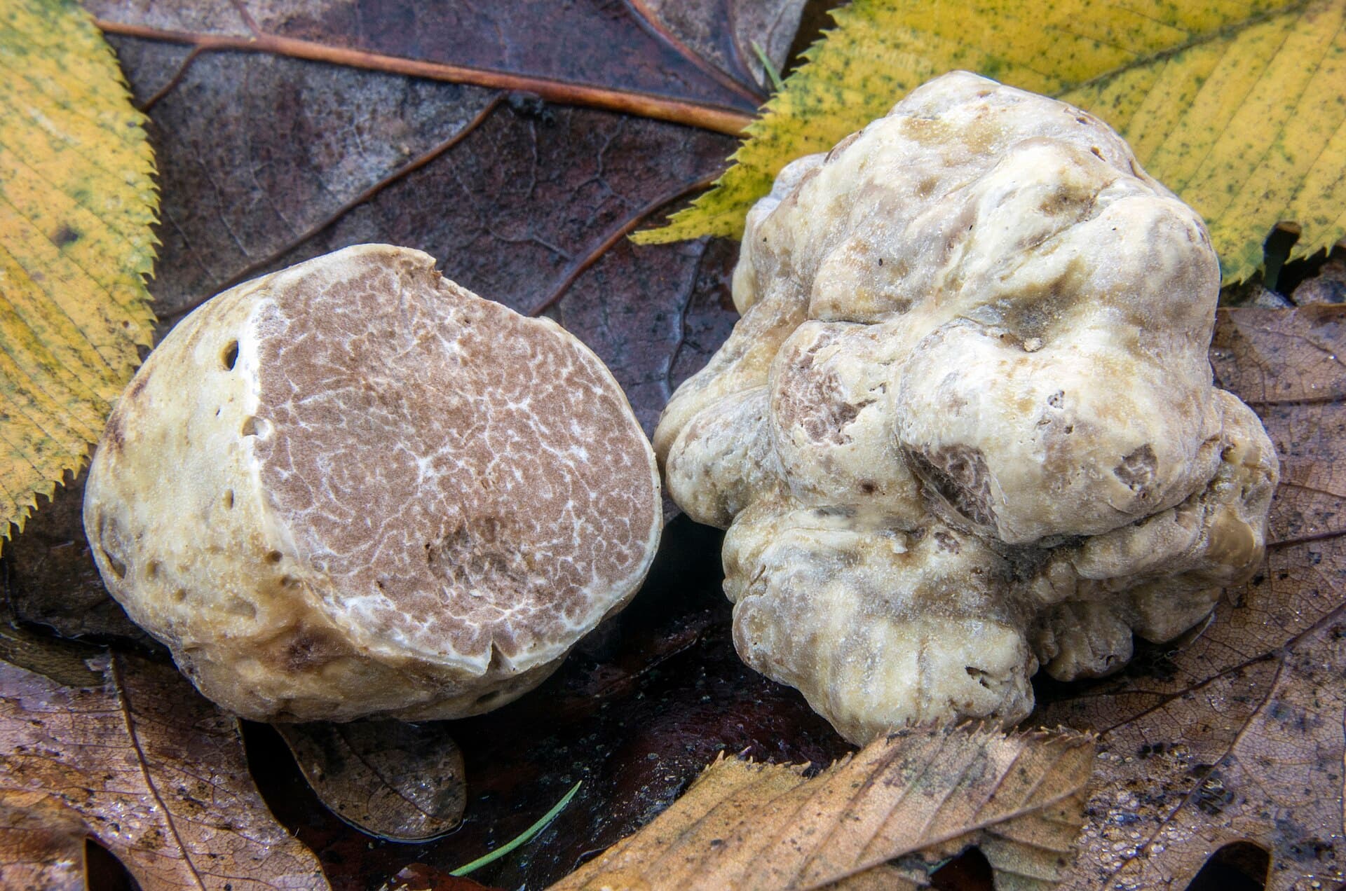 Two pale knobbly white truffles lying on wet fallen leaves, one of them cut open to show a marbled beige interior threaded with fine white veins
